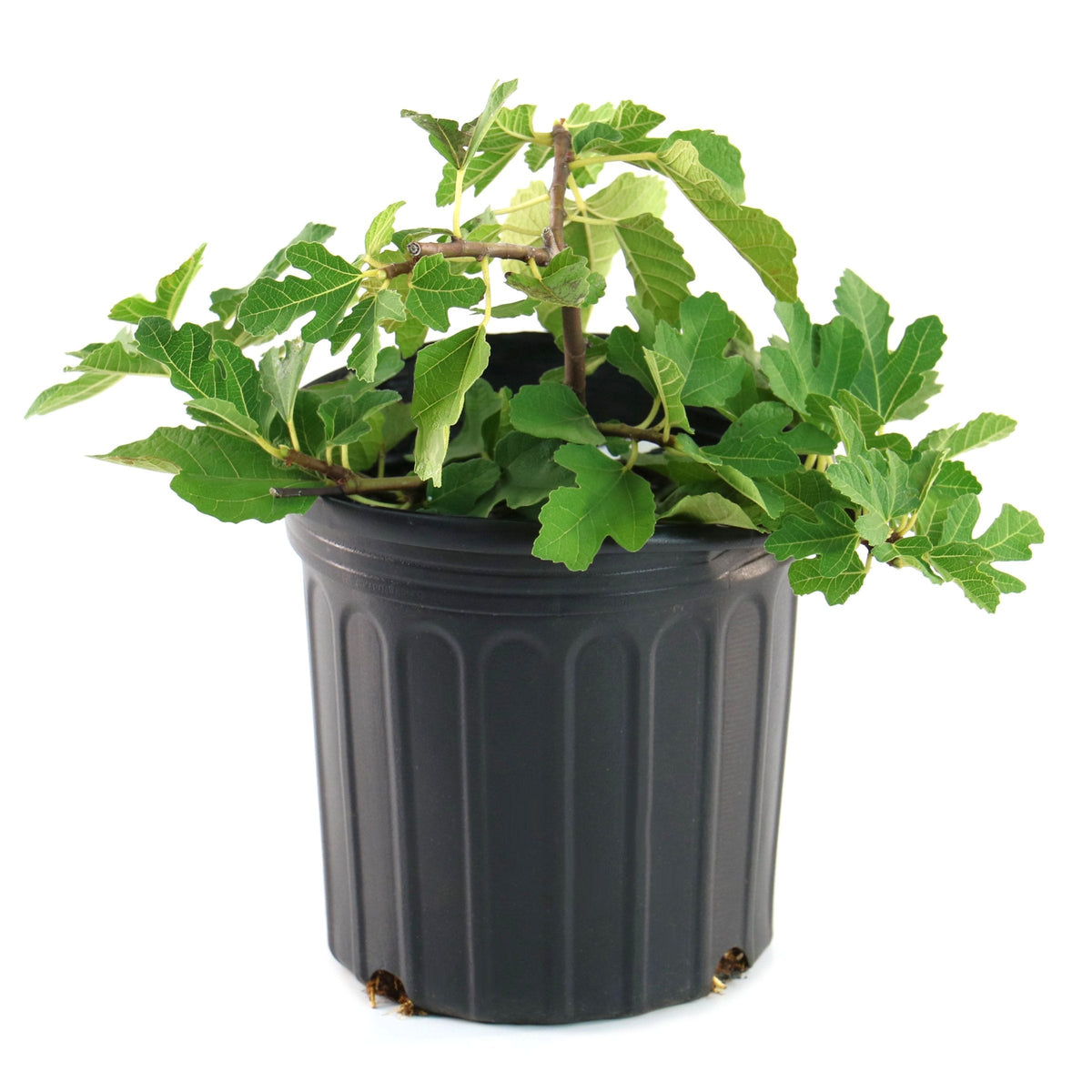 Ficus carica 'Kadota' - 1 Gallon Pot