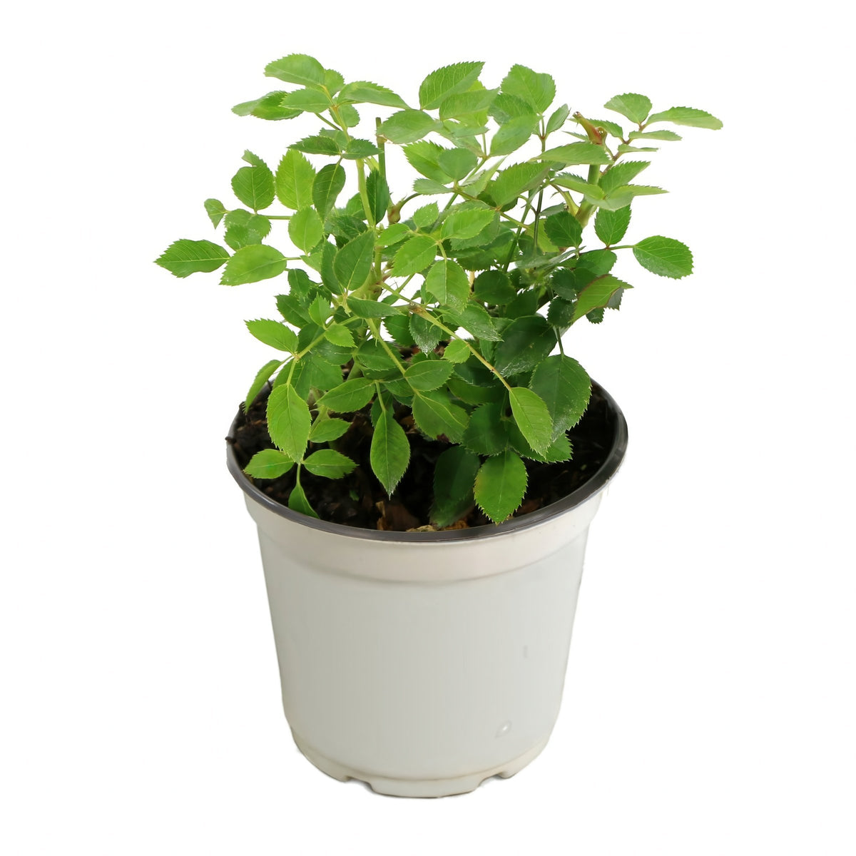 Pinku Mini Rose - 4" Pot