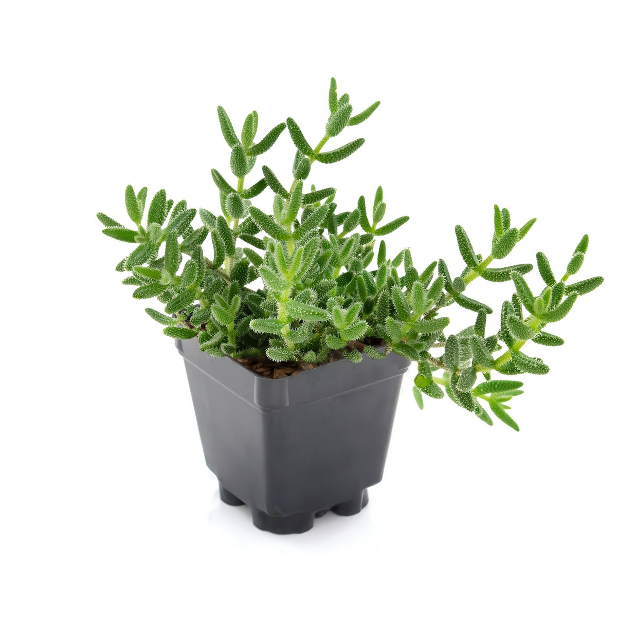 4 Piece Delosperma 'Ocean Sunset™ Violet' - 2.5" Pot