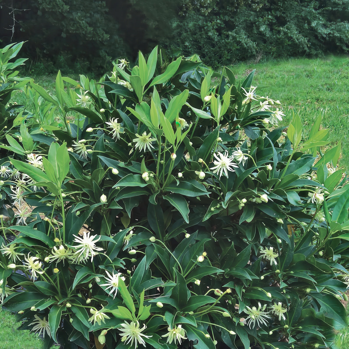 Illicium  'Orion' Star Flower Shrub - 1 Gallon Pot