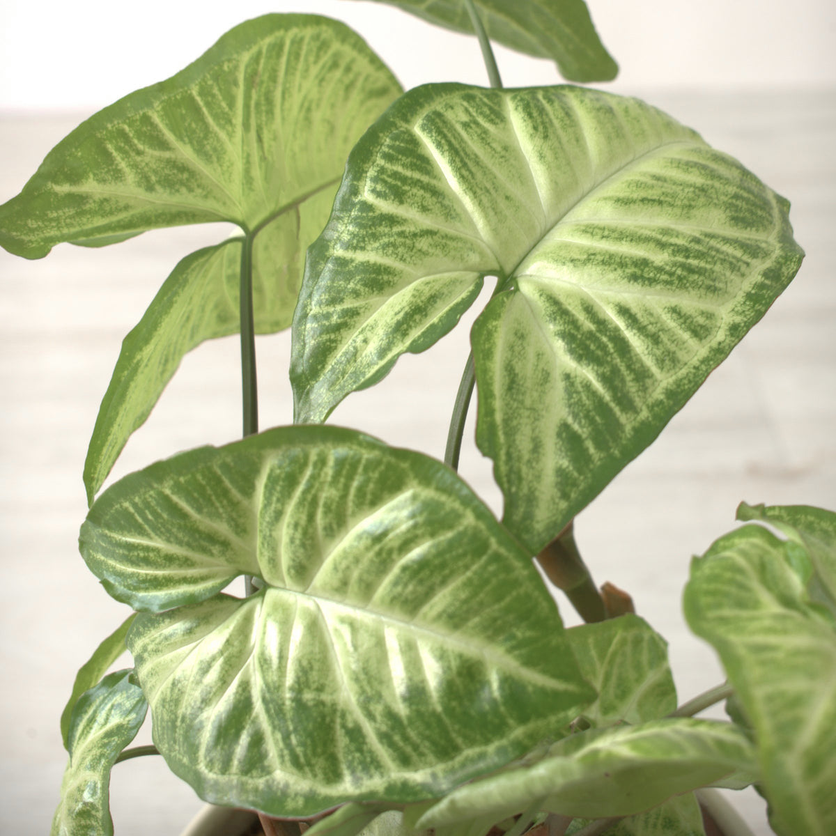 Syngonium 'White Butterfly' - 8" Hanging Basket