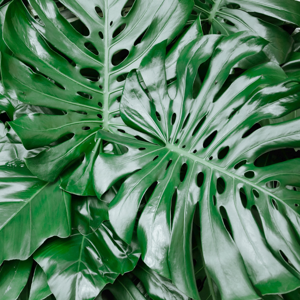 Monstera Deliciosa - 3 Gallon Pot