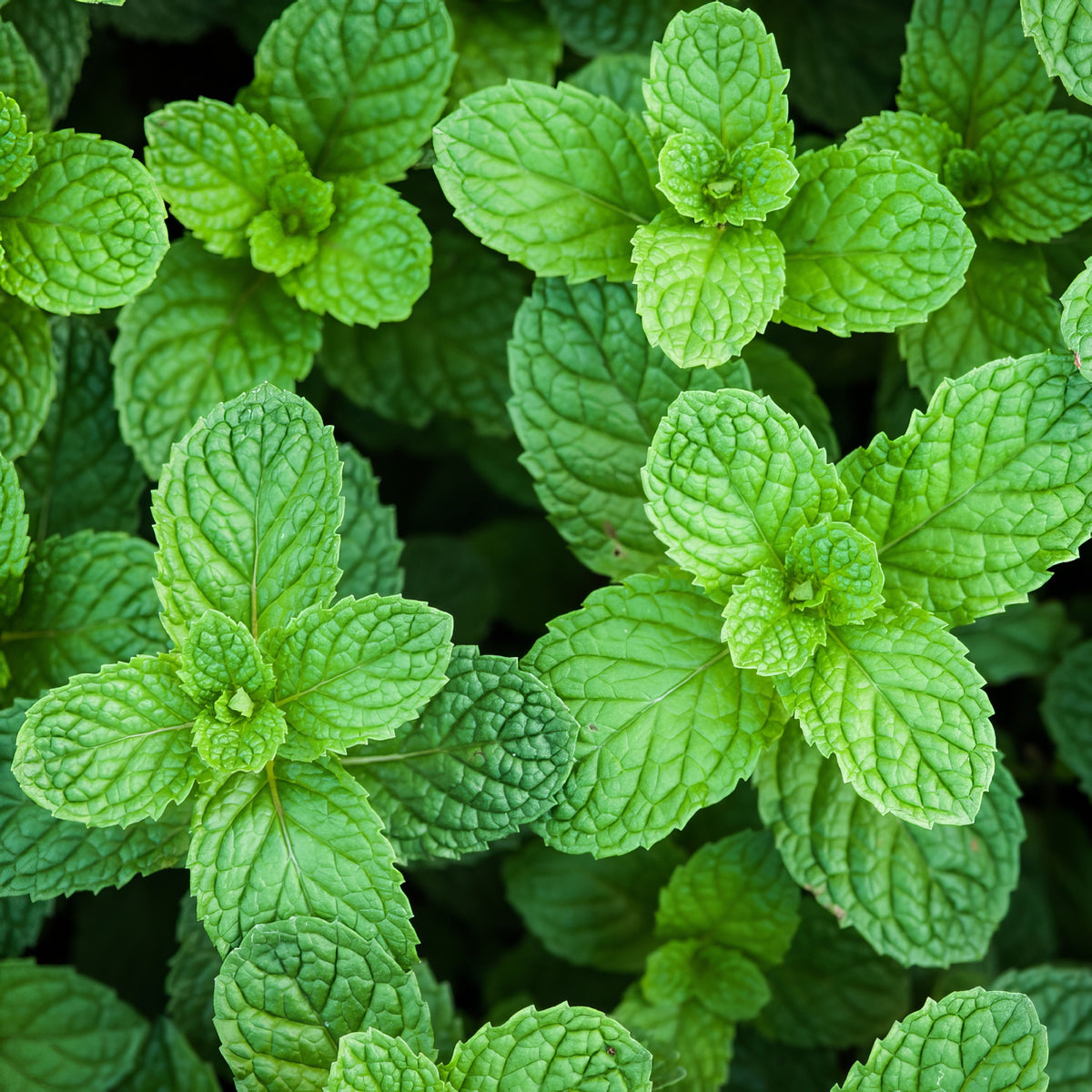 Mentha Spearmint - 4" Pot