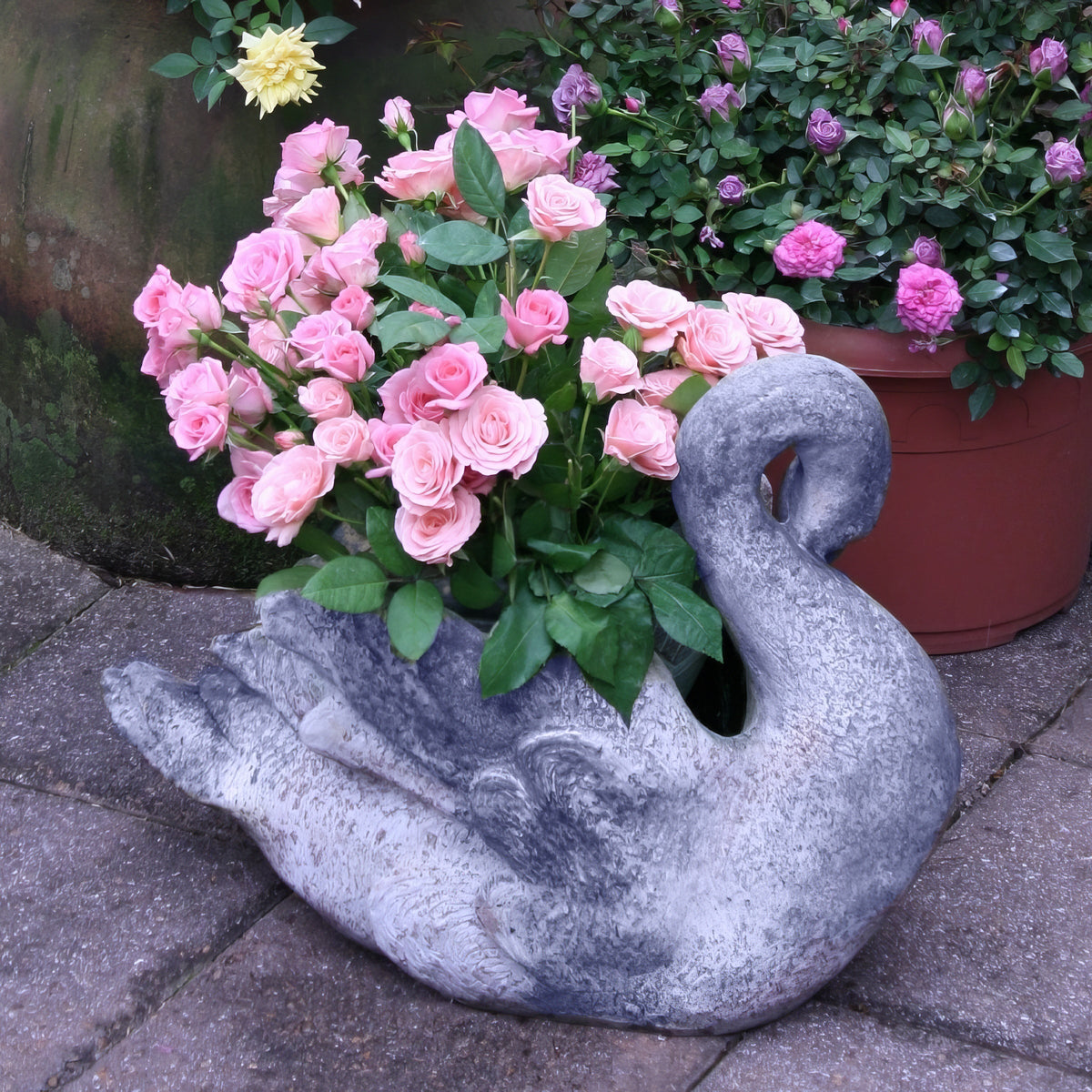 Mini Rose Cupcake  - 3 Gallon Pot