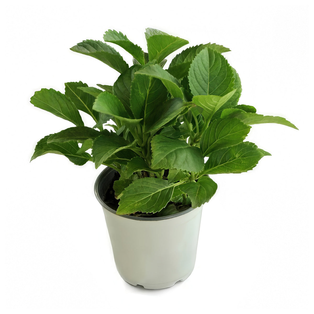 Red Beauty Hydrangea - 4" Pot
