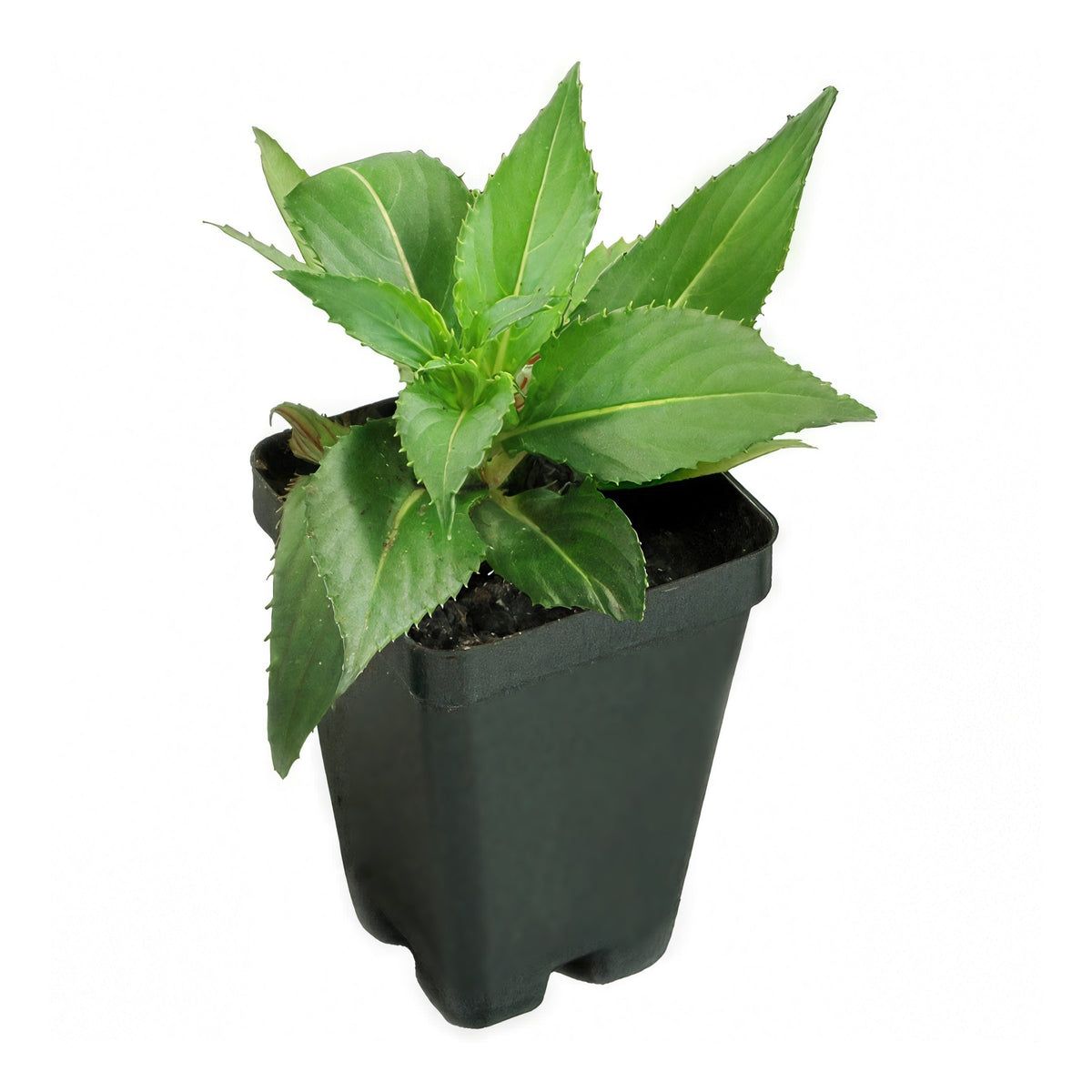 Impatiens, SunPatiens® Compact Tropical Rose - 2.5" Pot