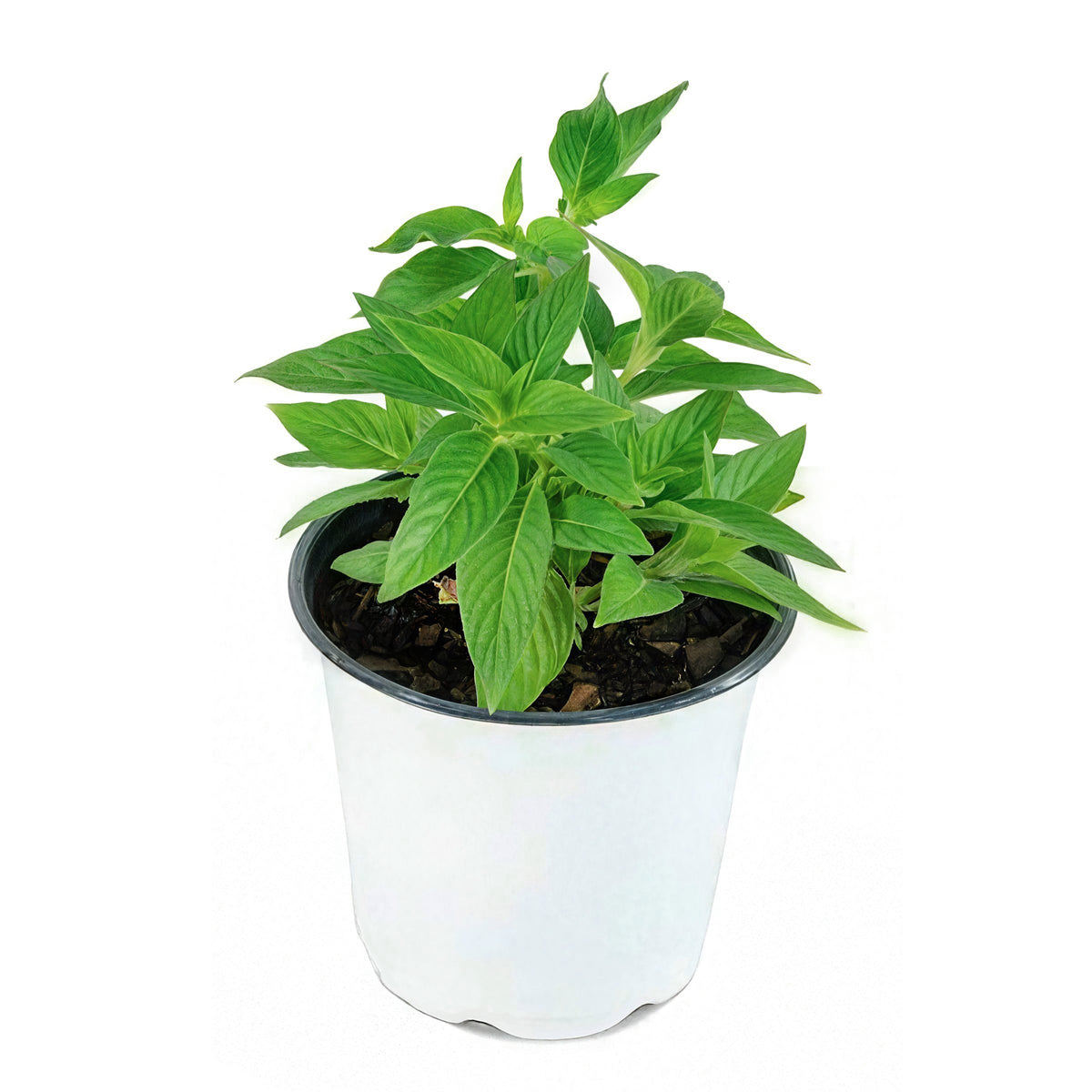 Penta 3n1 'Star Bright Mix' - 4" Pot