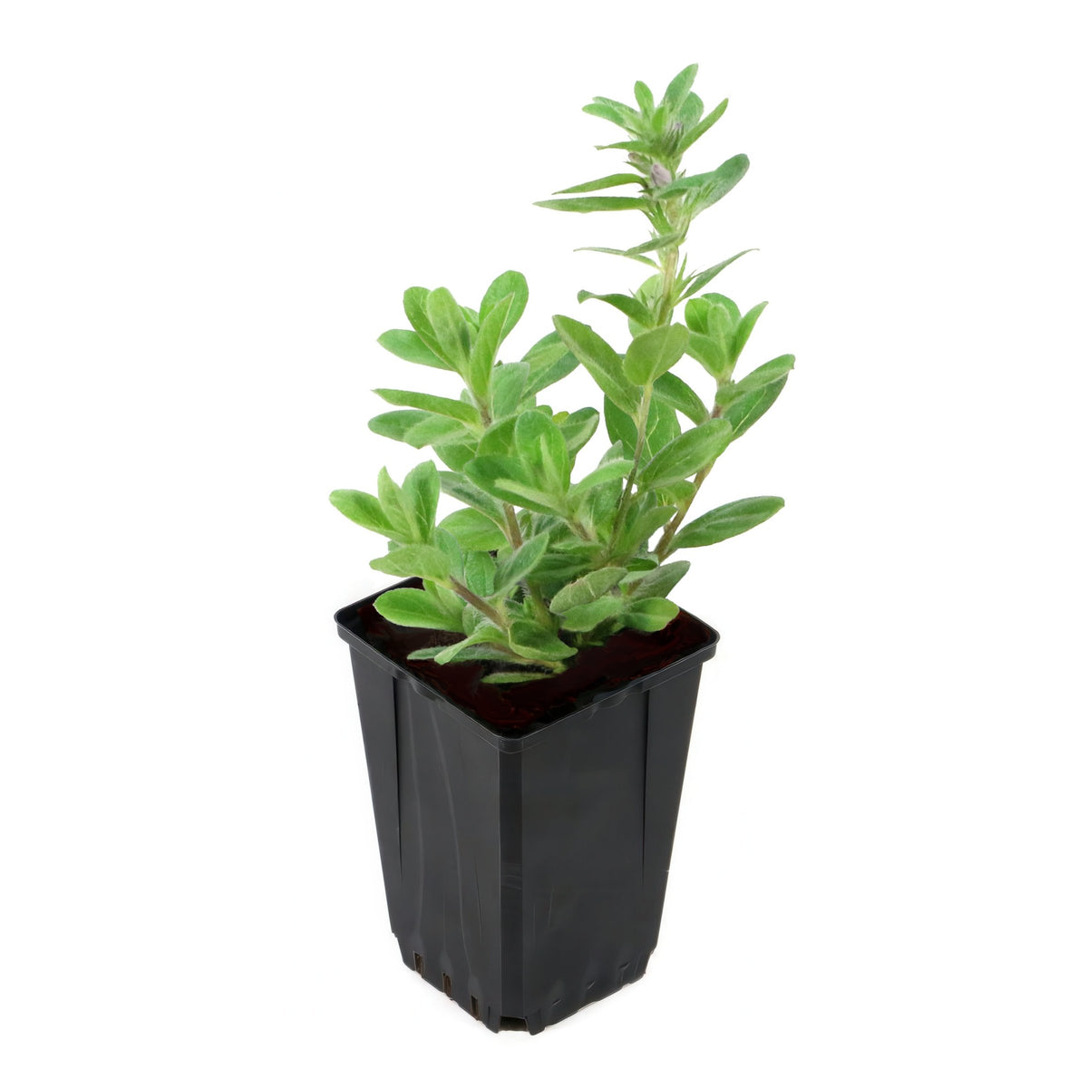 Deluxe Houseplant Club, Plant + Elevated Pot - Delivered Monthly, FREE Shipping!