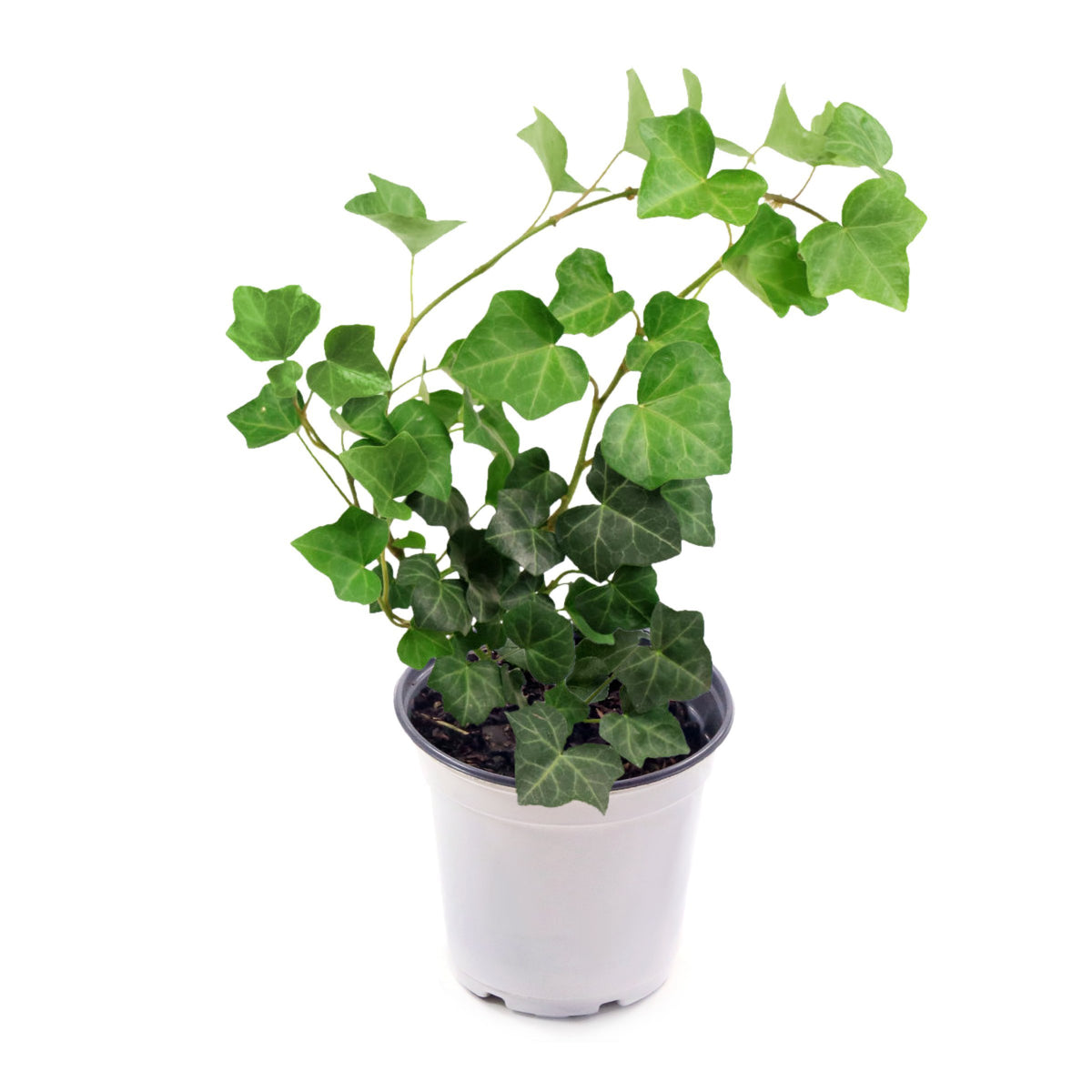 Hedera helix ivy Thorndale, 4" Pot