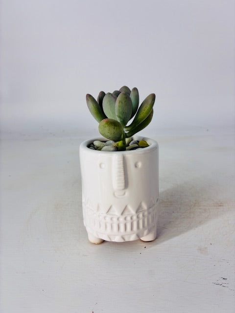 3 Piece Succulent Pot Set - 3" Each (Succulents Not Included)
