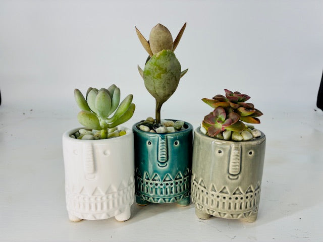 3 Piece Succulent Pot Set - 3" Each (Succulents Not Included)