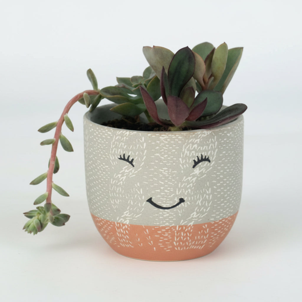 My Garden Box, Original DIY Box - Delivered Monthly, FREE SHIPPING!