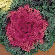 Nagoya Rose Ornamental Kale – 4" Pot