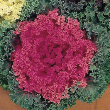 Nagoya Rose Ornamental Kale – 4" Pot