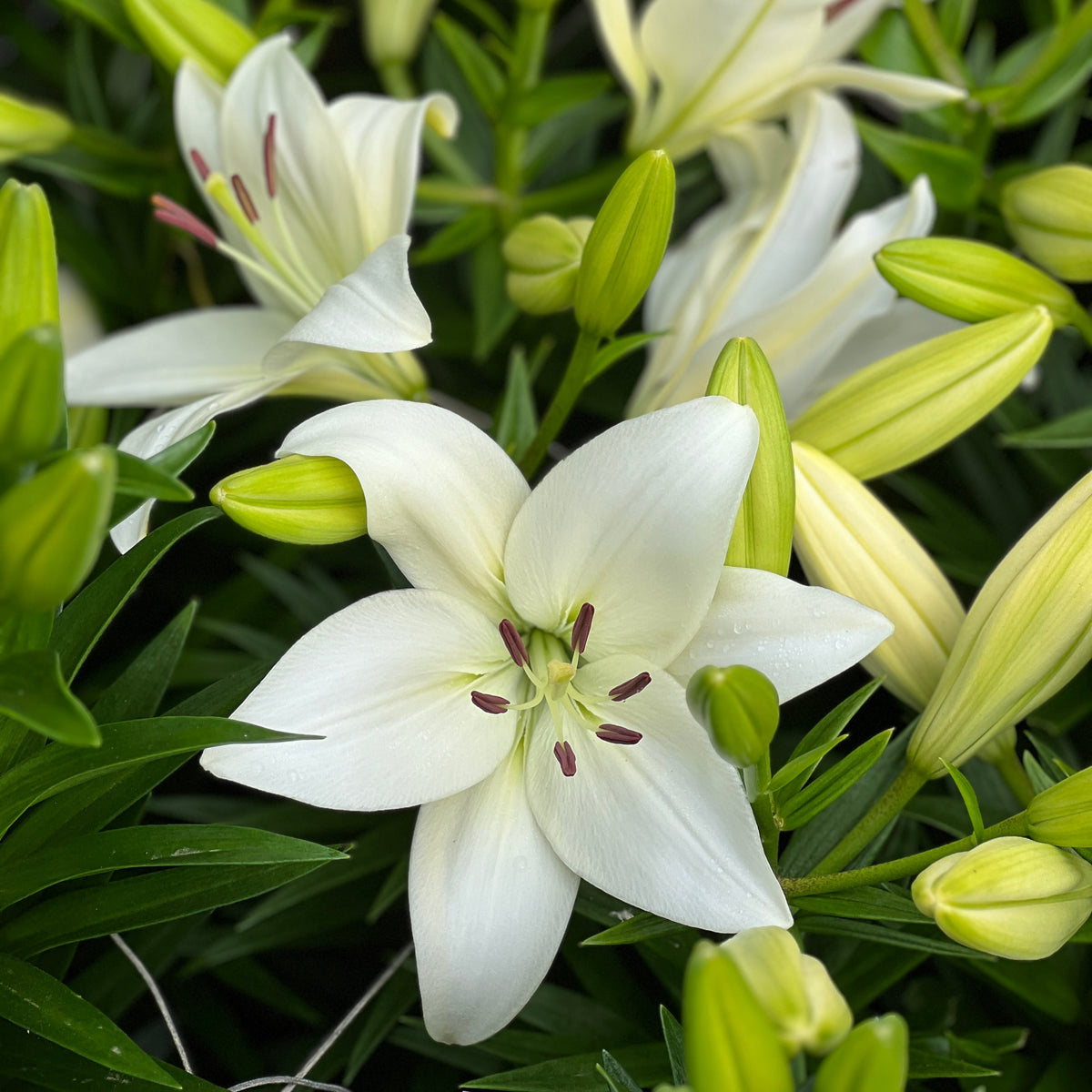 Lilium 'Summer Snow' Lily – 6 Piece Bulb