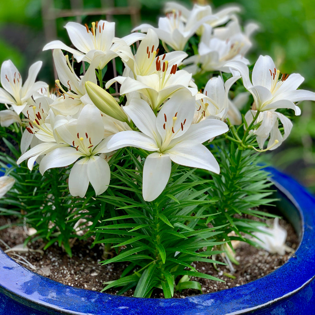 Lilium 'Summer Snow' Lily – 6 Piece Bulb