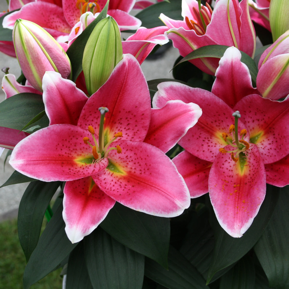 Lilium 'After Eight' Lily – 6 Piece Bulb