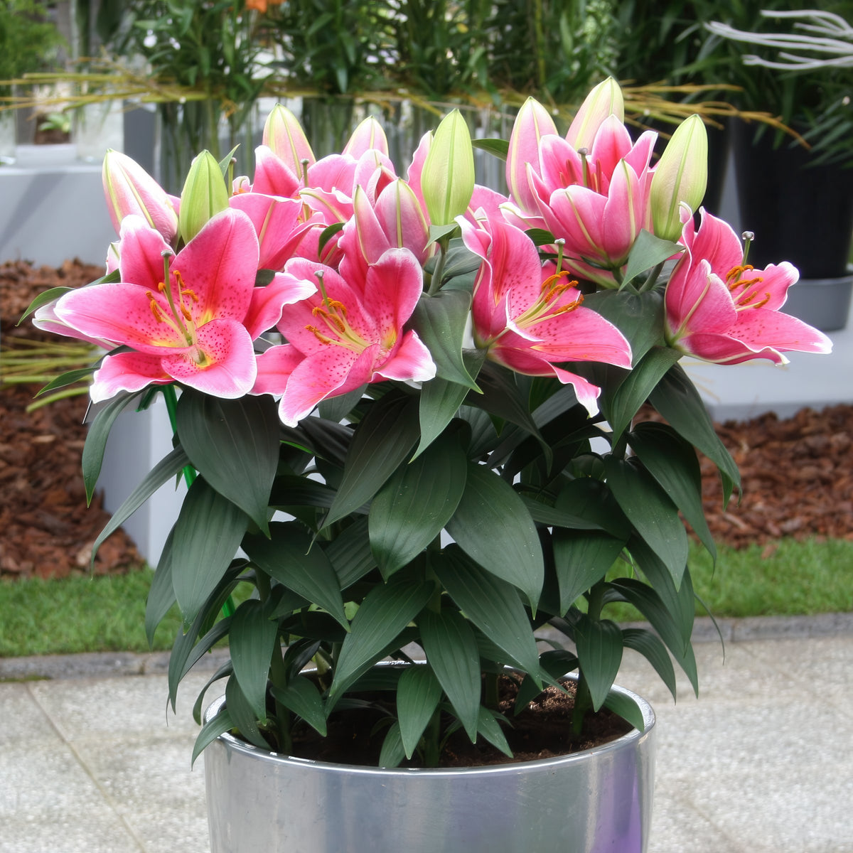 Lilium 'After Eight' Lily – 6 Piece Bulb