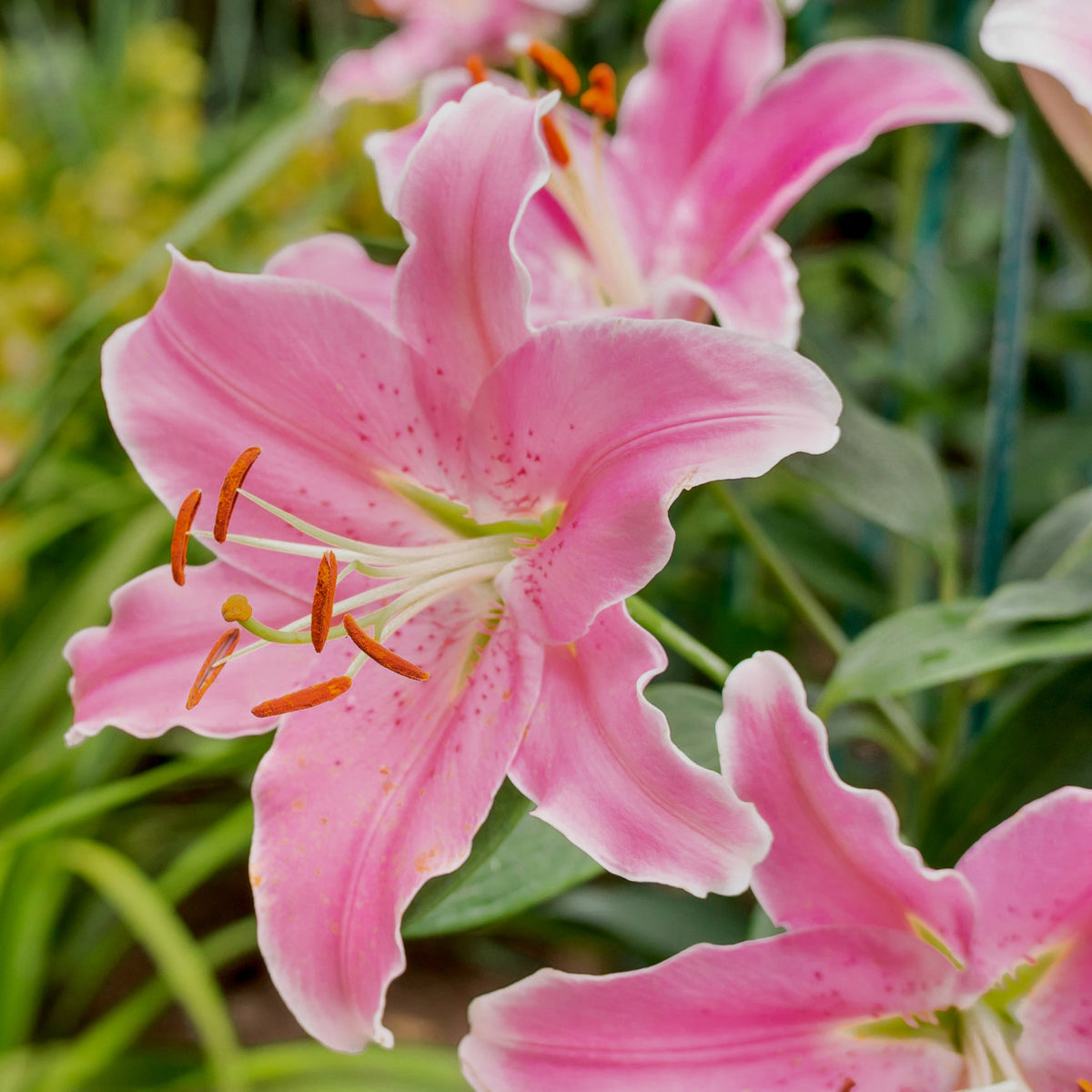 Lilium 'Sunny Camino' Lily – 6 Piece Bulb