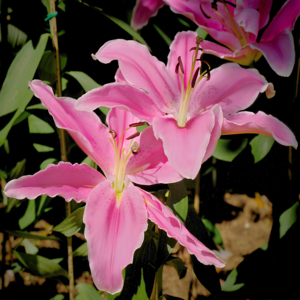 Lilium 'Sunny Camino' Lily – 6 Piece Bulb