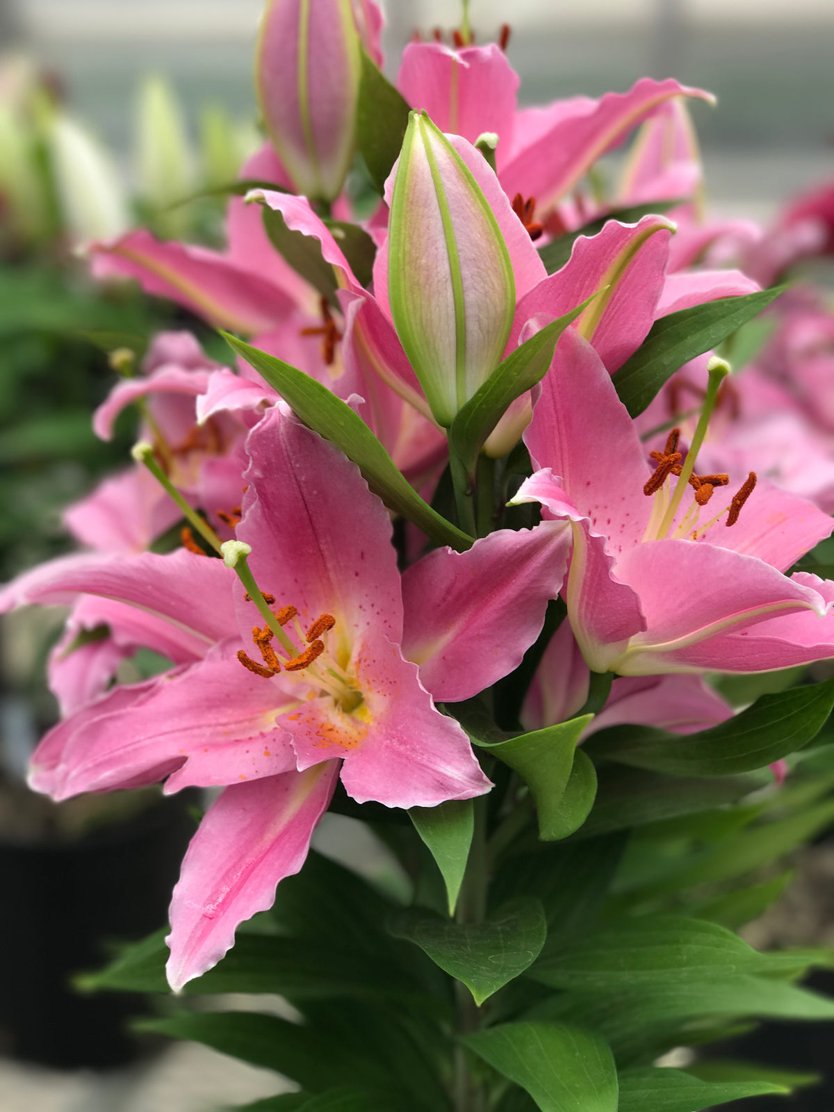 Lilium 'Sunny Camino' Lily – 6 Piece Bulb