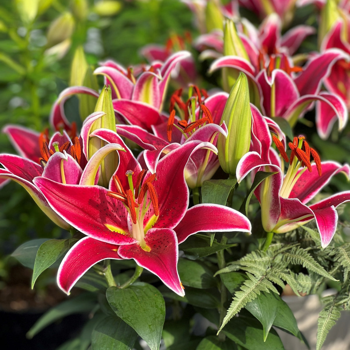Lilium 'Sunny Keys' Lily – 6 Piece Bulb