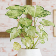 Syngonium 'White Butterfly' - 8" Hanging Basket