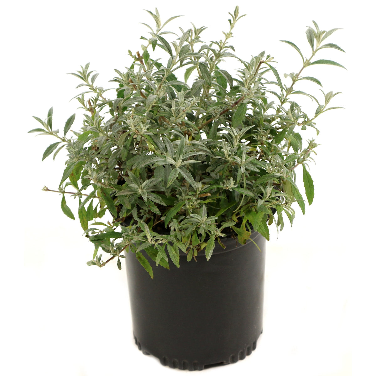 Buddleia 'Honeycomb' Butterfly Bush - 1 Gallon Pot