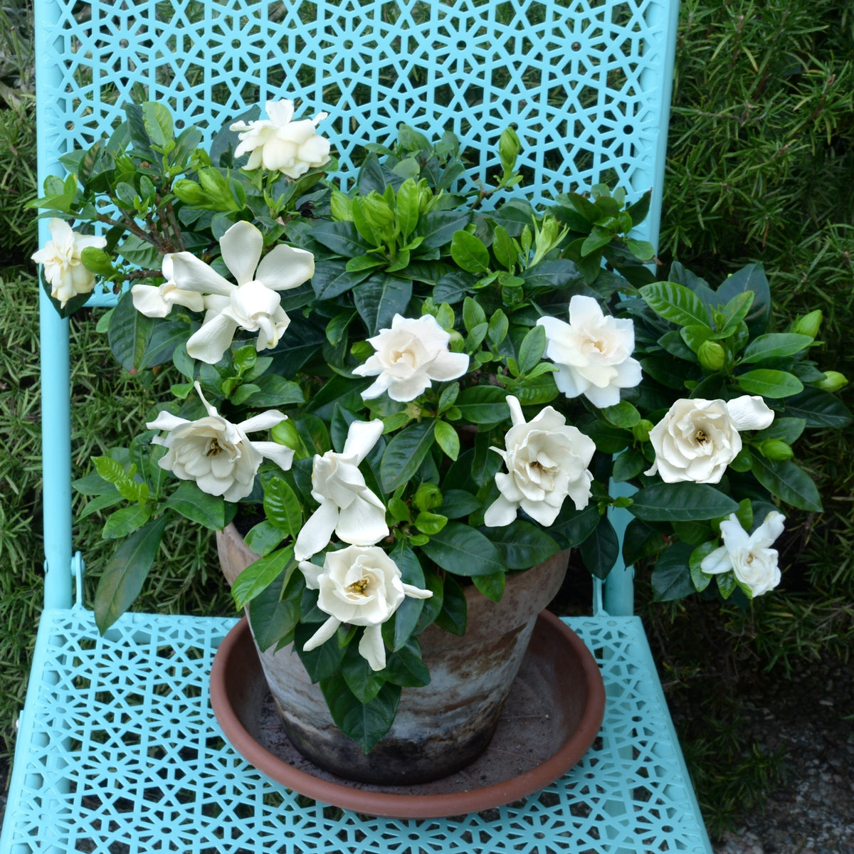 Gardenia 'Frostproof' - 1 Gallon Pot