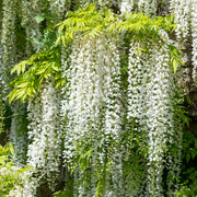 White Wisteria - 1 Gallon Pot