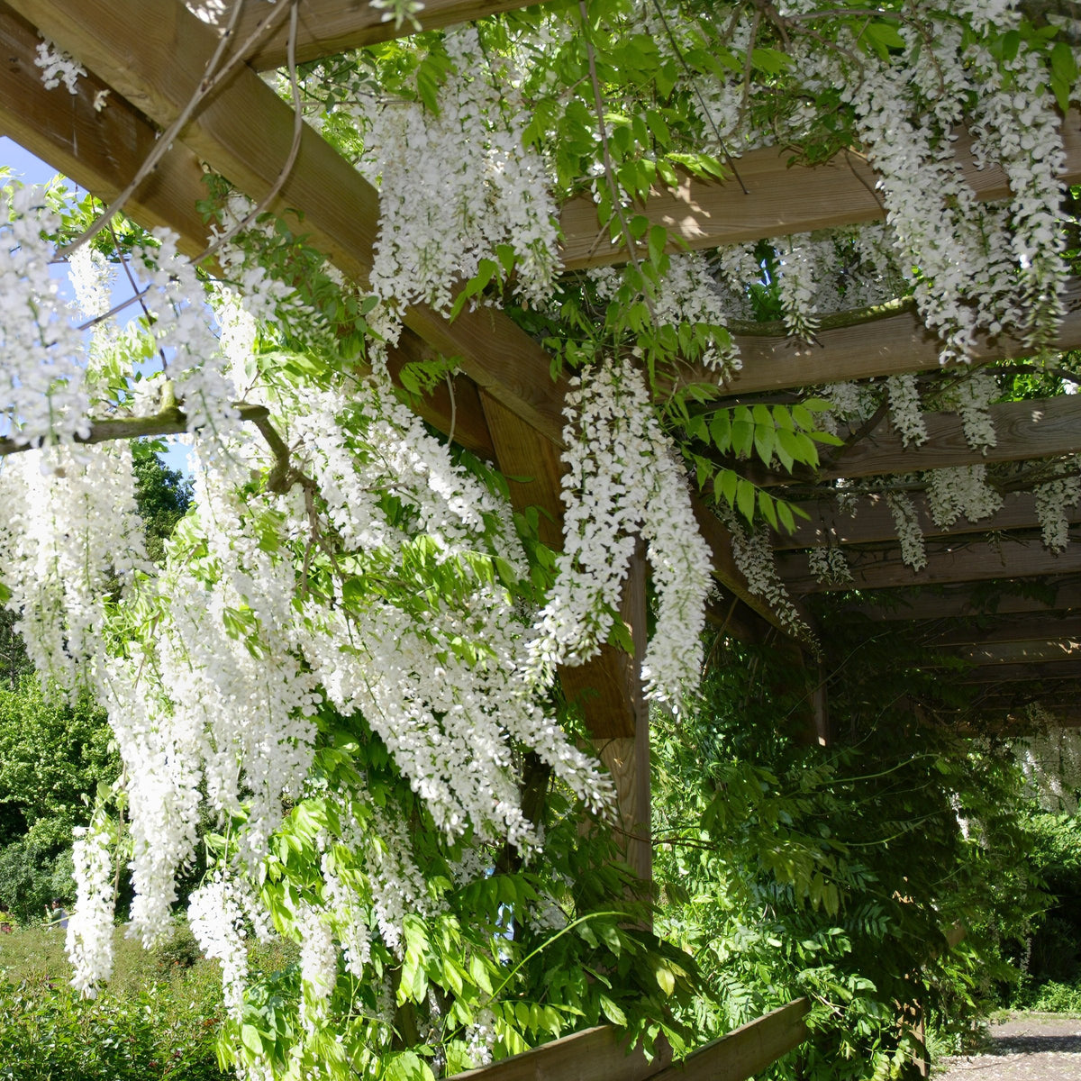 White Wisteria - 1 Gallon Pot