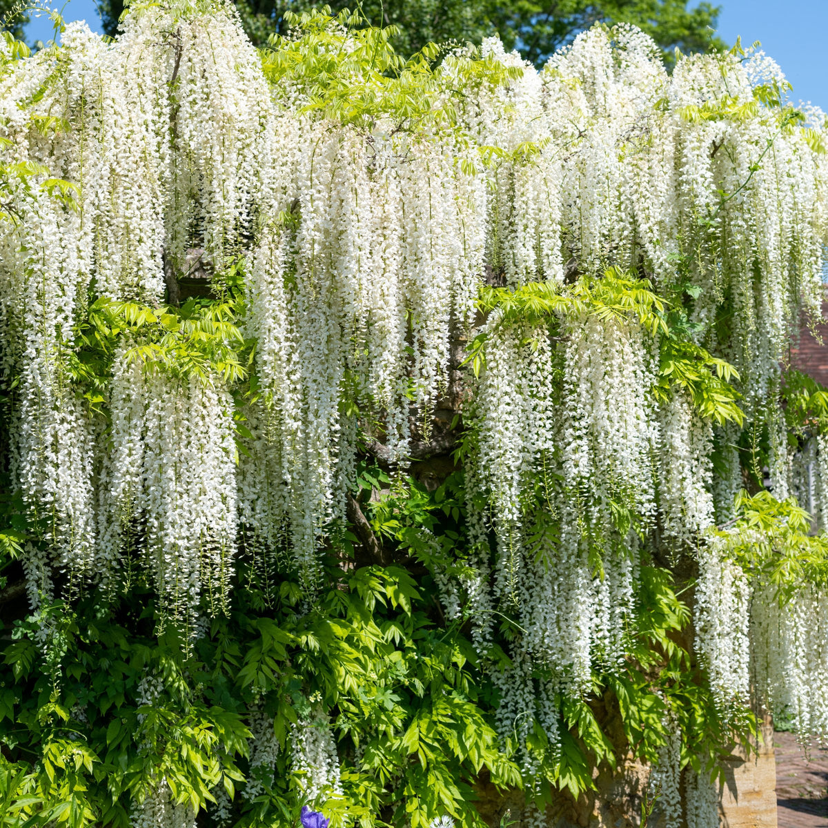 White Wisteria - 1 Gallon Pot
