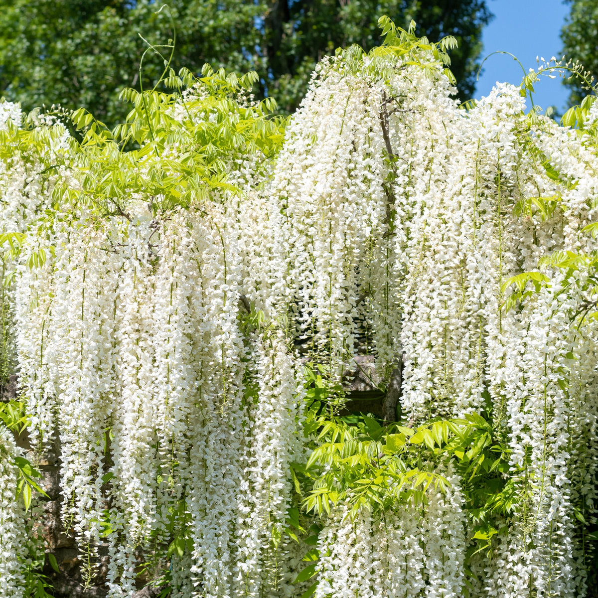 White Wisteria - 1 Gallon Pot