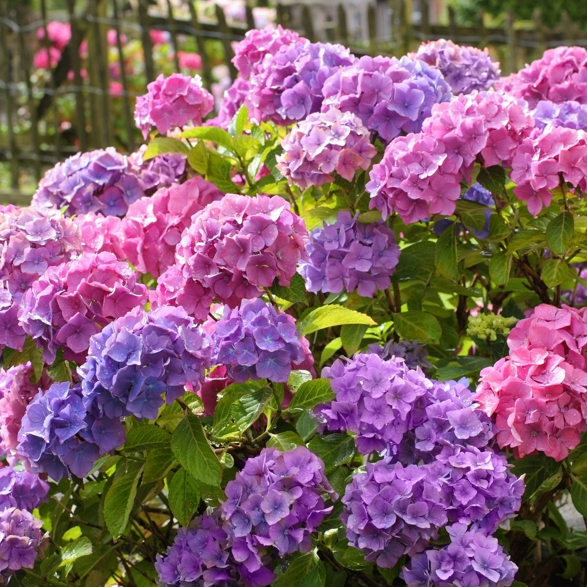 Penny Mac Hydrangea - 4" Pot