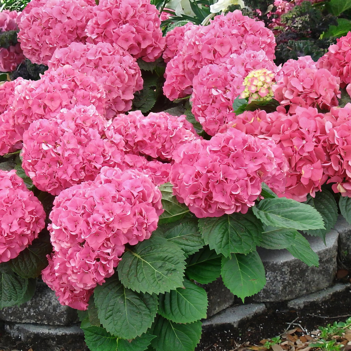 Penny Mac Hydrangea - 4" Pot