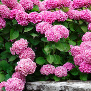 Penny Mac Hydrangea - 4" Pot