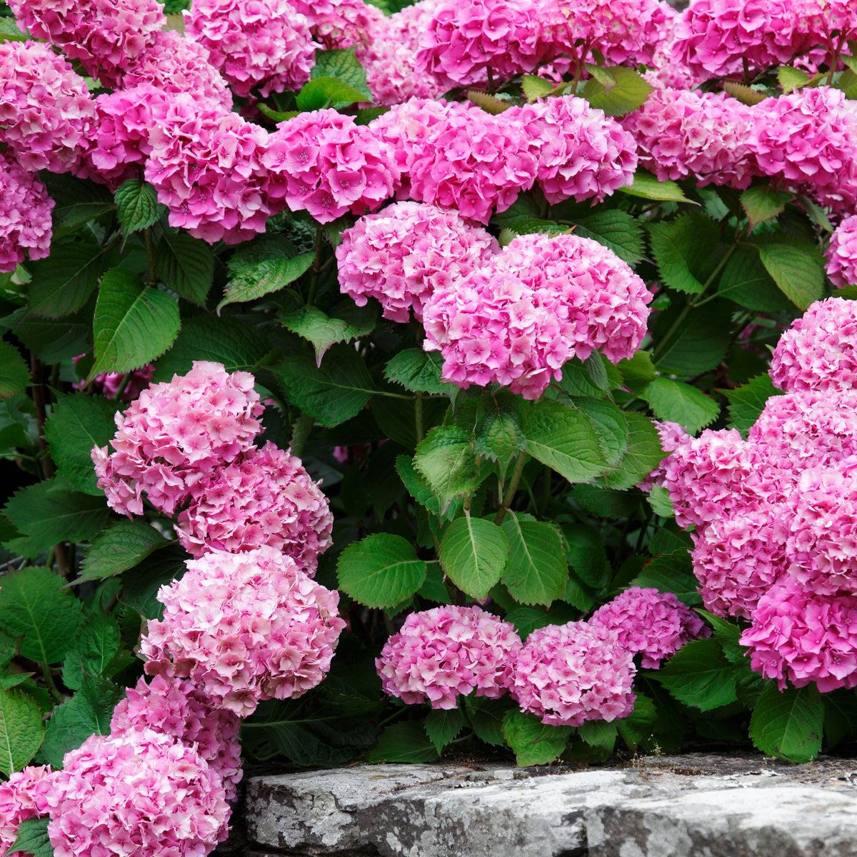 Penny Mac Hydrangea - 4" Pot