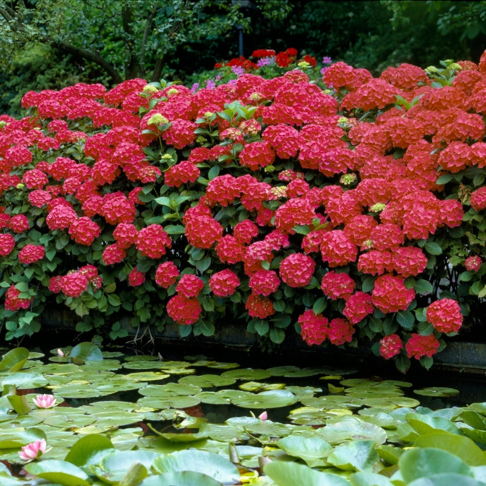 Red Beauty Hydrangea - 4" Pot