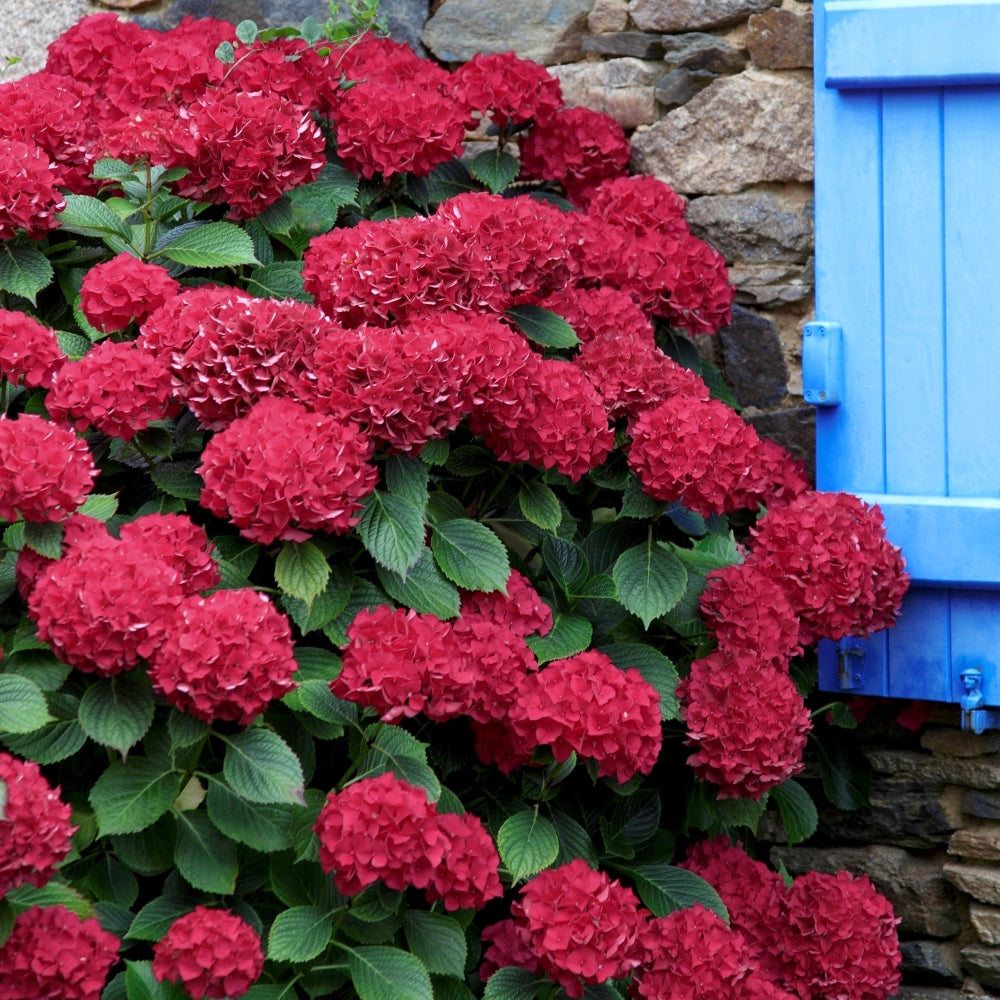 Red Beauty Hydrangea - 4" Pot