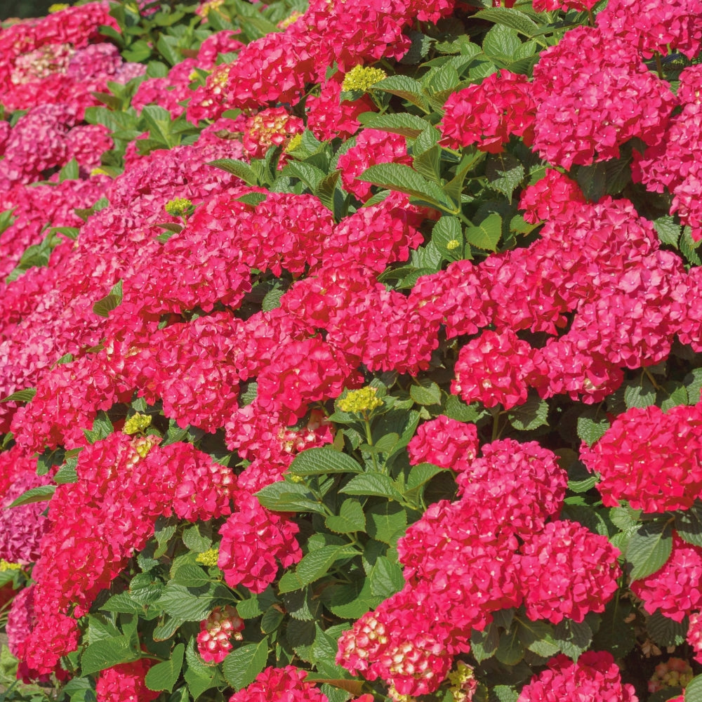 Red Beauty Hydrangea - 4" Pot
