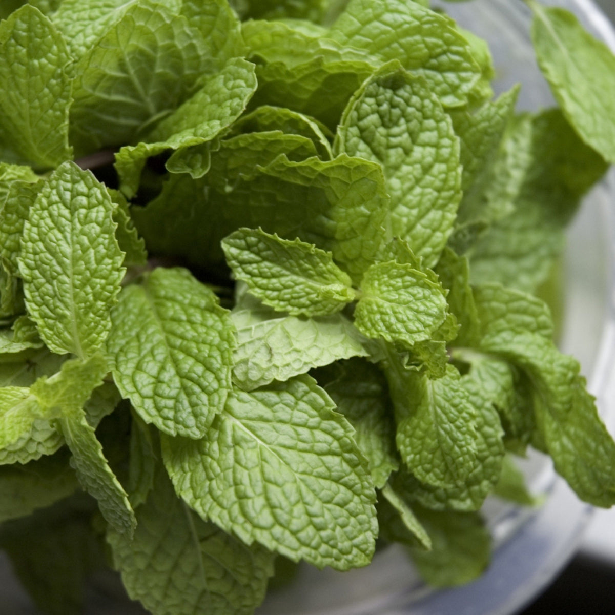 Mentha Chocolate Mint - 4" Pot
