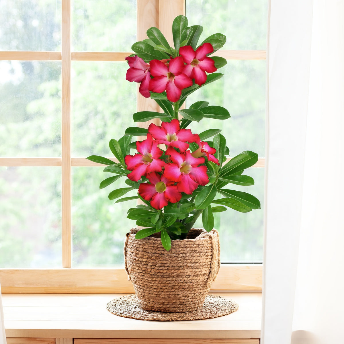 3 piece Desert Rose Trio - 3.25" Pot (White/Pink/Red)