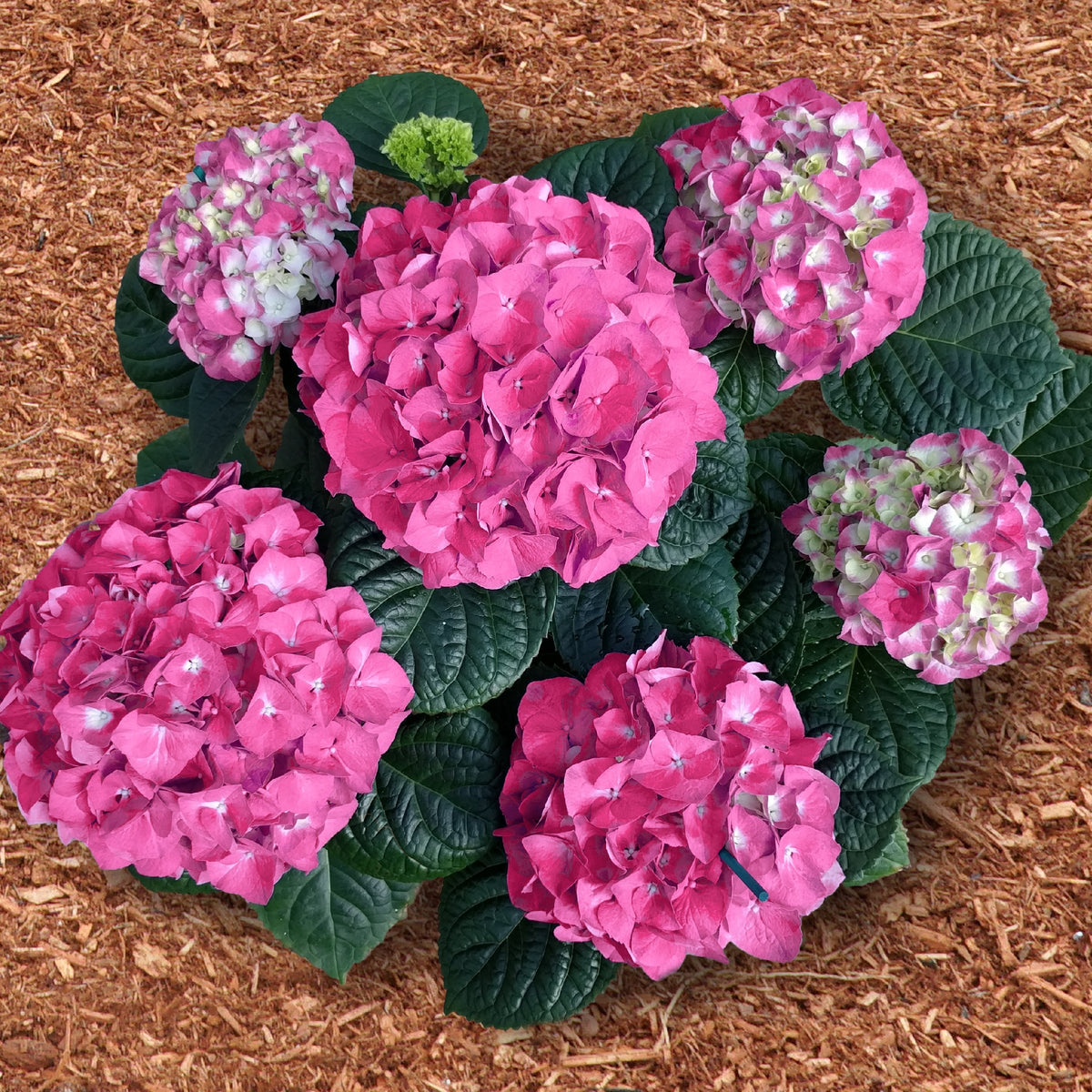 Merritt's Supreme Hydrangea - 1 Gallon Pot