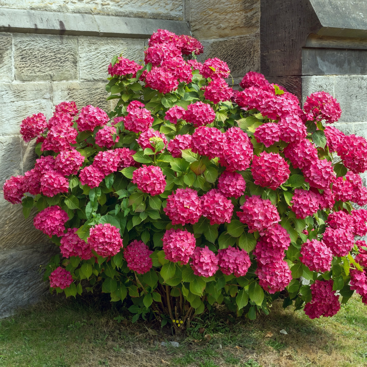 Merritt's Supreme Hydrangea - 1 Gallon Pot