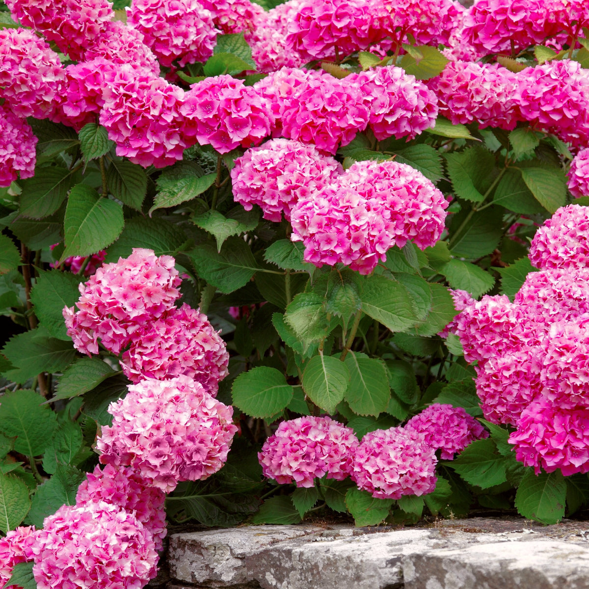 Merritt's Supreme Hydrangea - 1 Gallon Pot