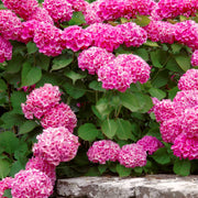Merritt's Supreme Hydrangea - 1 Gallon Pot