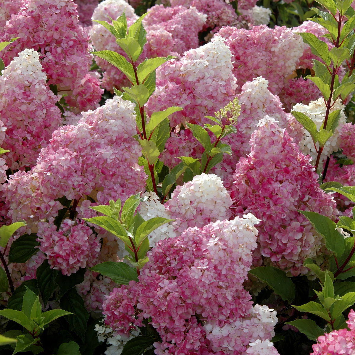 Hydrangea Strawberry Sundae - 1 Gallon Pot