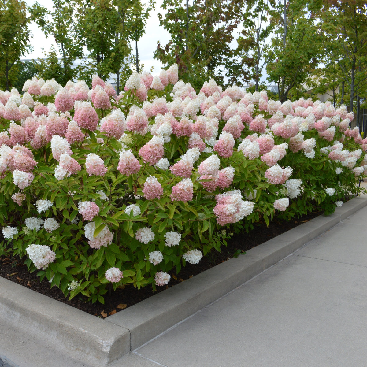 Hydrangea Strawberry Sundae - 1 Gallon Pot