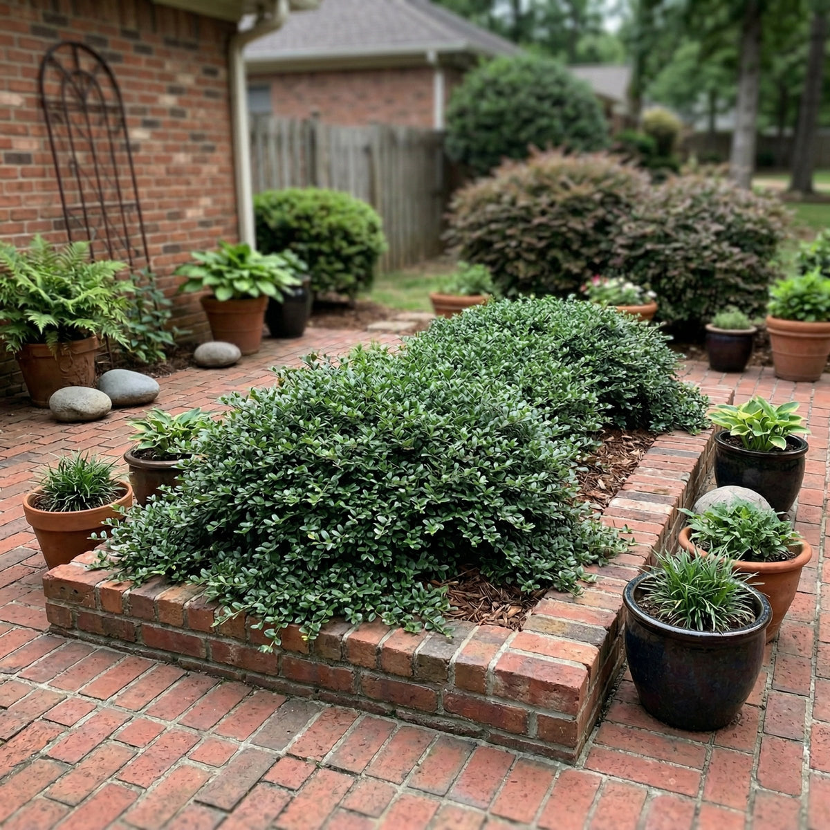 Ilex Holly 'Helleri' - 1 Gallon