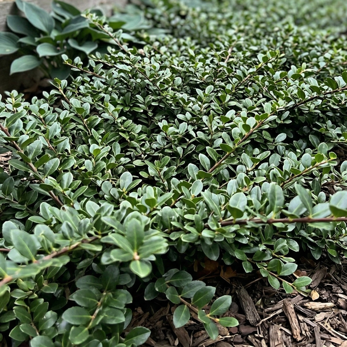 Ilex Holly 'Helleri' - 1 Gallon